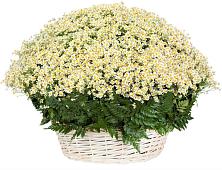 Цветочная композиция из Ромашки в корзине #REPLACE_PRED# Поселок дачного хозяйства Архангельское